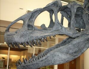 A reconstructed Allosaurus skull showing tooth placement.